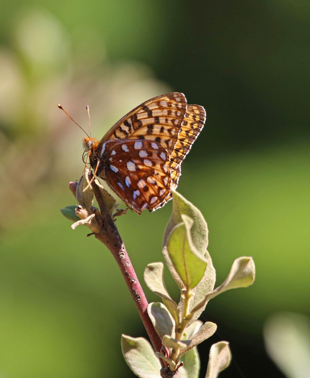 Oregon Silverspot Butterfly, by Peter Pearsall/U.S. Fish and Wildlife Service