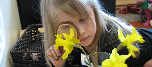 Young child examining daffodils through a magnifying glass