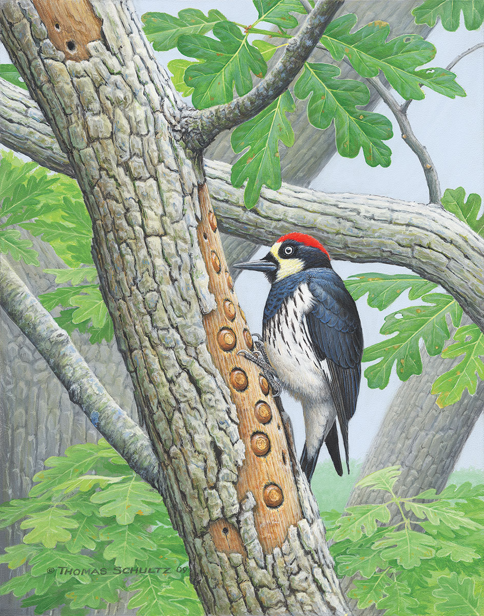 Illustration of a Robin bird