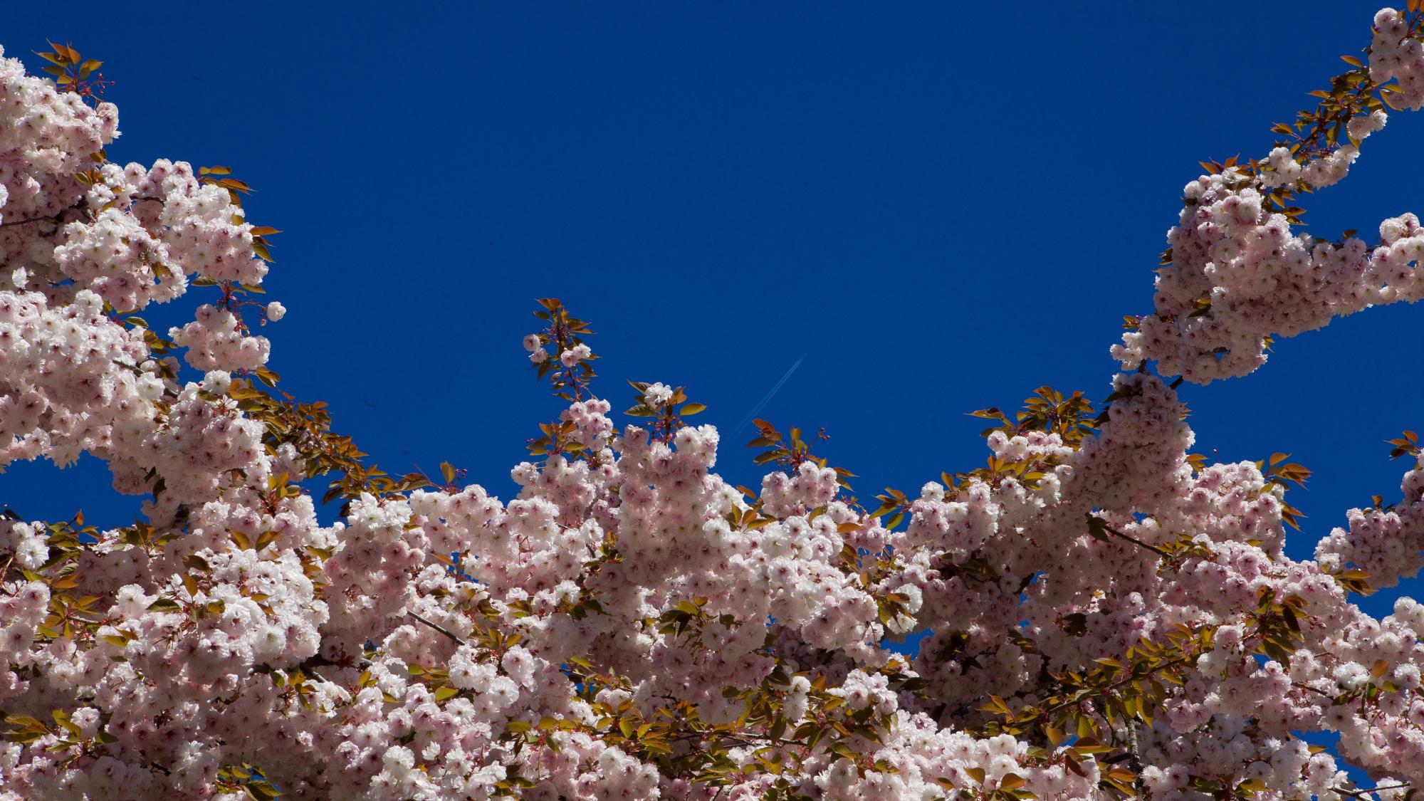 cherry blossoms against a blue sky