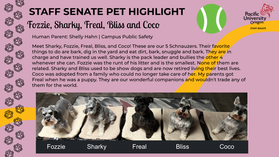 Pink background with black text, yellow streak, black animal pawprint border on the left, green tennis ball clipart on the right next to Pacific University Logo. Picture of 5 schnauzers (4 grey, 1 black). Text reads: Staff Senate Pet Highlight Fozzie, Sharky, Freal, Bliss and Coco; Human Parent: Shelly Hahn | Campus Public Safety; Meet Sharky, Fozzie, Freal, Bliss, and Coco! These are our 5 Schnauzers. Their favorite things to do are bark, dig in the yard and eat dirt, bark, snuggle and bark. They are in charge and have trained us well. Sharky is the pack leader and bullies the other 4 whenever she can. Fozzie was the runt of his litter and is the smallest. None of them are related. Sharky and Bliss used to be show dogs and are now retured living their best lives. Coco was adopted from a family who could no longer take care of her. My parents got Freal when he was a puppy. They are our wonderful companions and wouldn't trade any of them for the world."