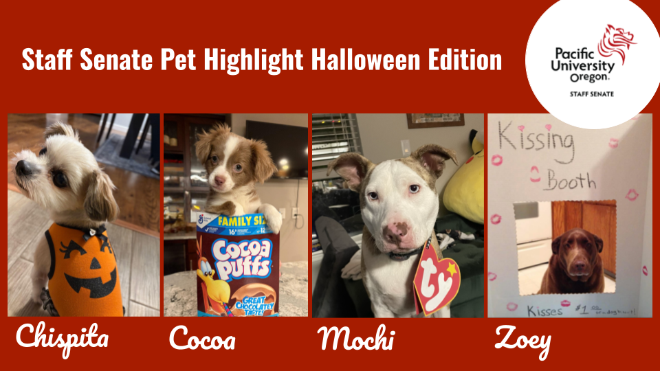 4 individual photos of different dogs in costumes
