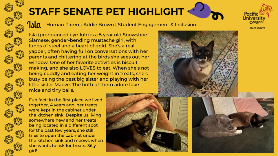 Yellow background with black pawprint border on the left, Pacific University Logo on the right, and a clip art purple mouse next to the title. Three pictures of Isla, a Snowshoe Siamese cat. Title: "Staff Senate Pet Highlight" Header: "Isla | Human Parent: Addie Brown | Student Engagement & Inclusion" Text: "Isla (pronounced eye-luh) is a 5 year old Snowshoe Siamese, gender-bending mustache girl, with lungs of steel and a heart of gold. She's a real yapper, often having full on conversations with her window. One of her favorite activities is biscuit making, and she also LOVES to eat. When she's not being cuddly and eater her weight in treats, she's bus being the best big sister and playing with her little sister Maeve. The both of them adore fake mice and tiny balls. Fun fact: In the first place we lived together, 4 years ago, her treats were kept in the cabinet under the kitchen sink. Despite us living somewhere new and her treats being located in a different spot for the past few years, she still tries to pen the cabinet under the kitchen sink and meows when she wants to ask for treats. Silly girl!"