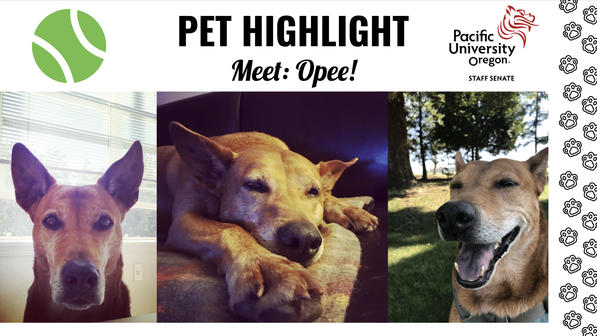 Collage of photos of Opee