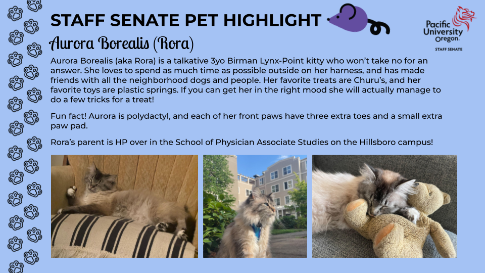 grey and white long haired cat