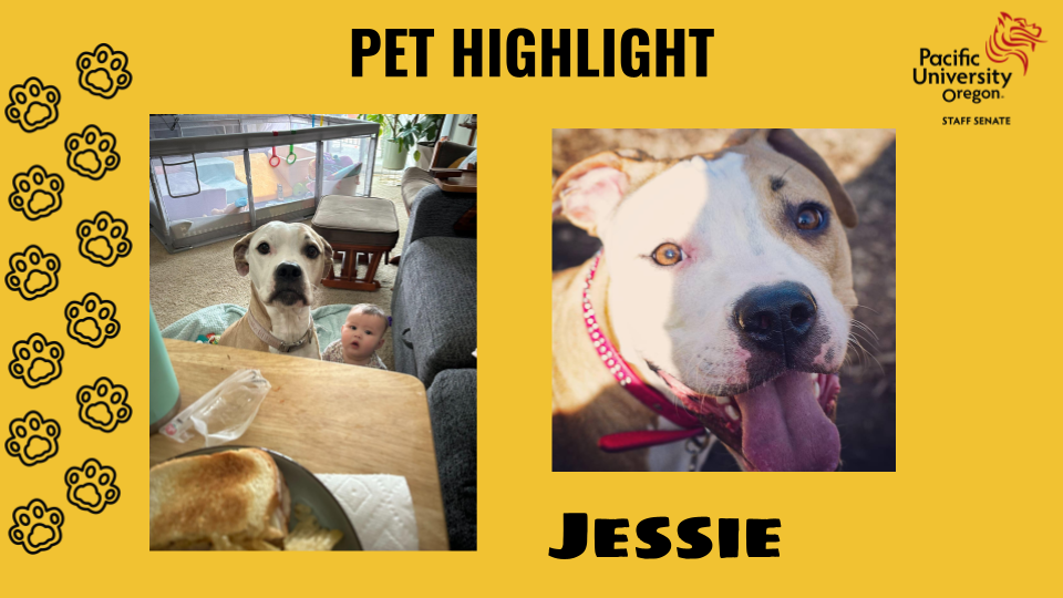 Yellow background with paw prints on left side border. Two pictures of a 7 year old American bulldog with white and tan fur. In the first picture she is with a human baby looking at the camera. In the second picture, she is looking at the camera with her tongue out.