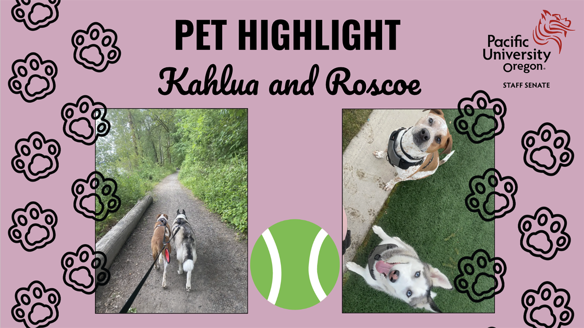 two white dogs under Pet Highlight headline