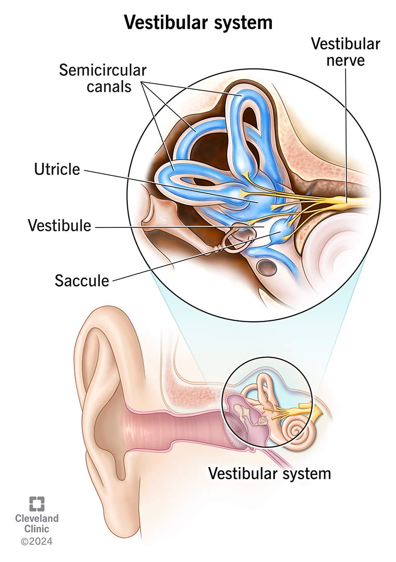 anatomy of the vestibular system