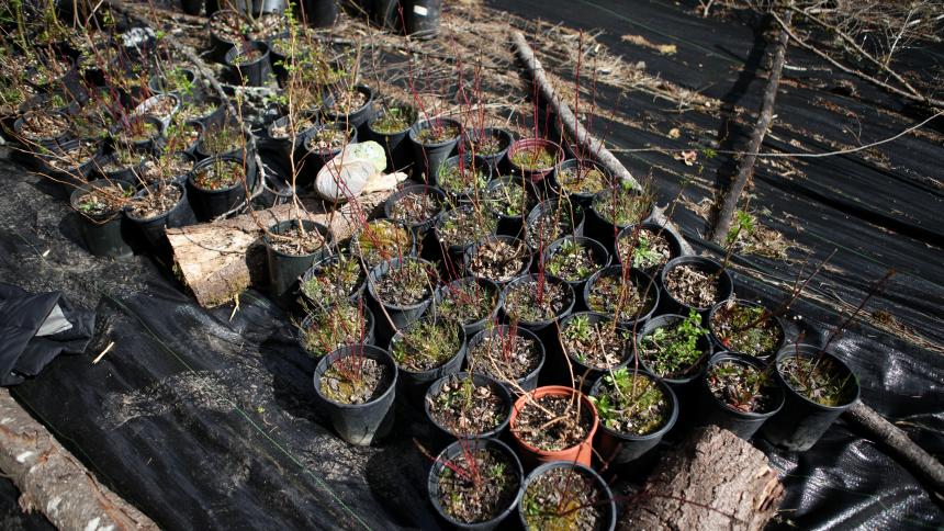 Potted plants used in environmental biology course