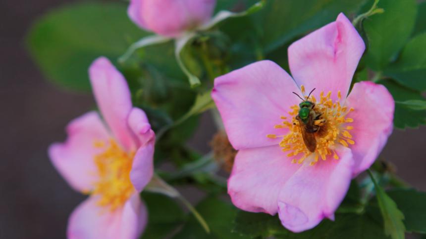 bee on wild pink rose