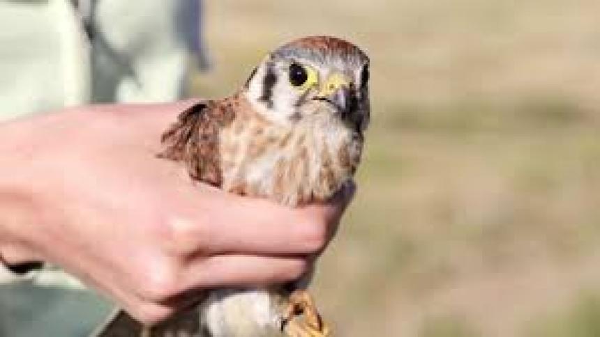 Kestral in a researchers hand