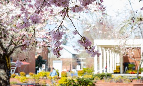 Pacific's central campus is seen through a cherry blossom branch in the foreground.