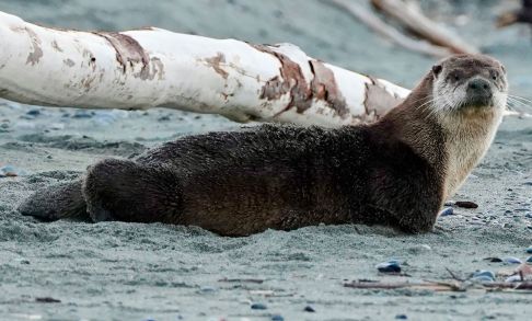 Photo Of Sea Otter