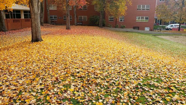 Pacific University campus in autumn with colorful leaves on lawn