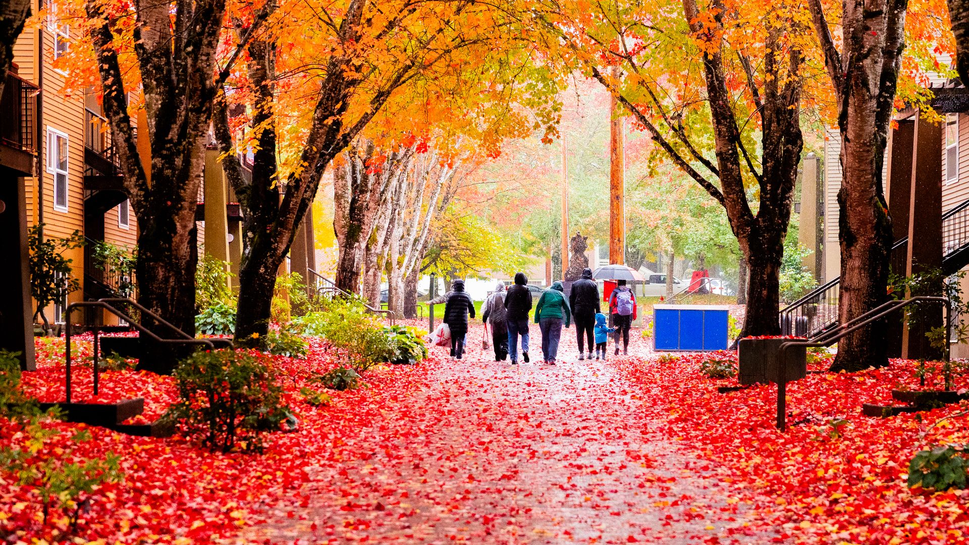 Pacific students walk away from the camera along a path lined with red fallen leaves