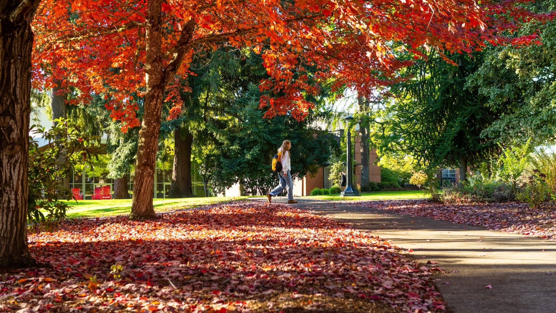 student walks on Pacific University campus with colorful autumn trees