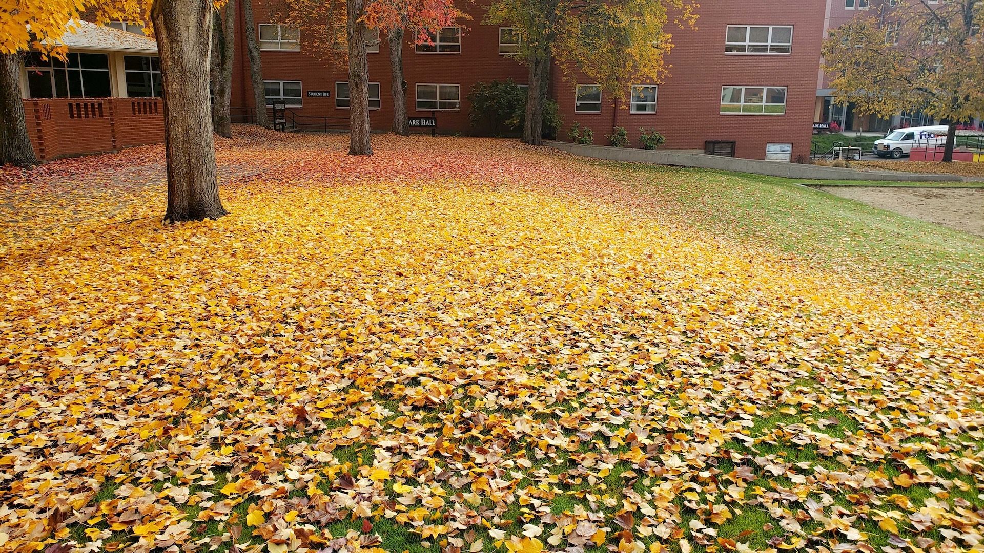 Pacific University campus in autumn with colorful leaves on lawn