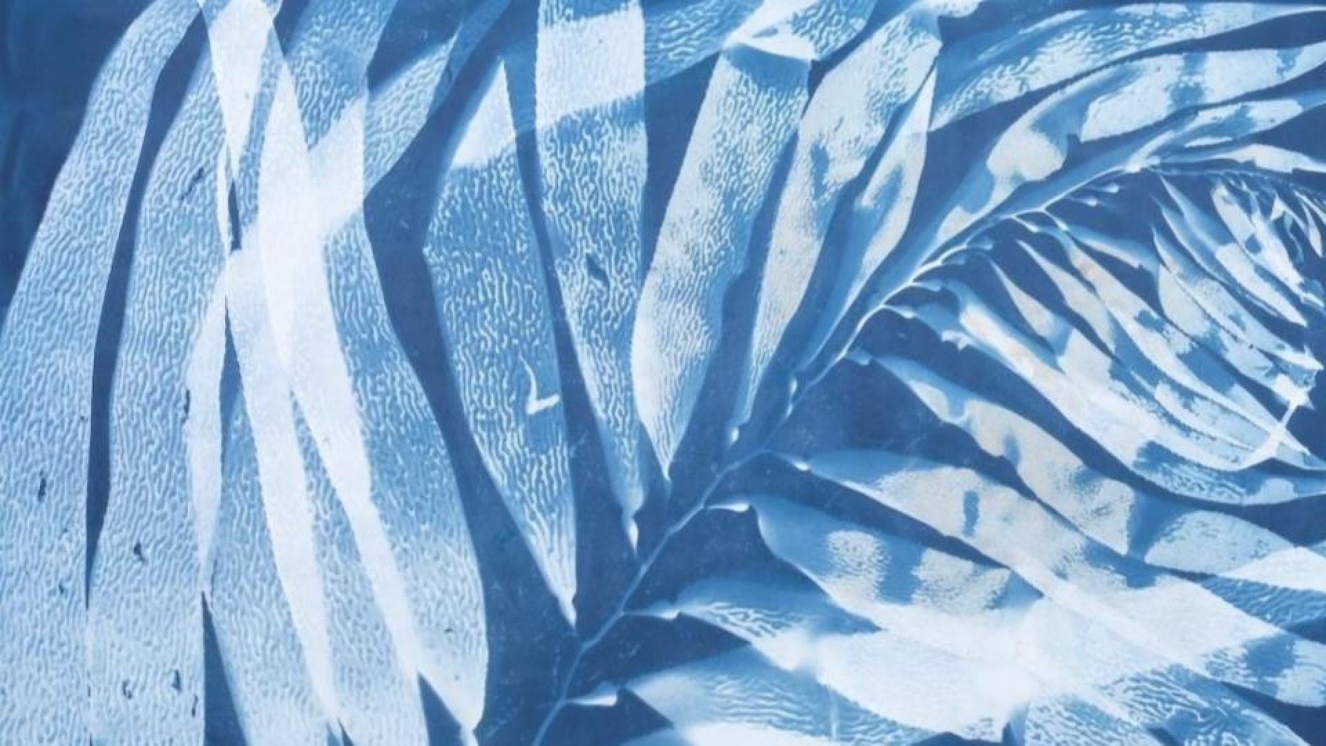 Algae Cyanotype
