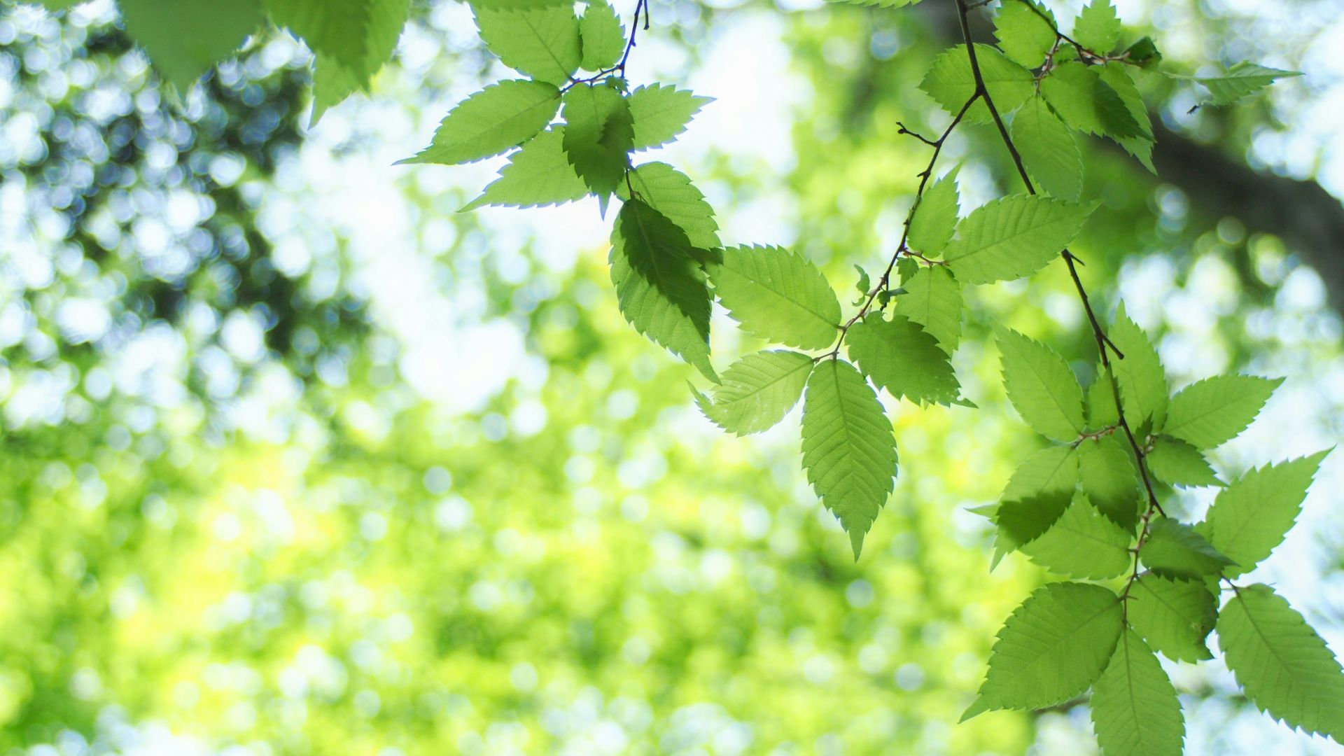 Sunlight through spring branches